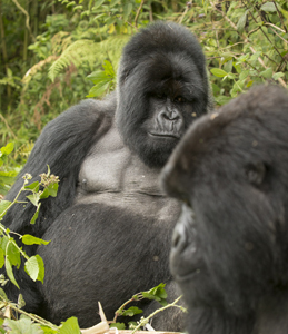 gorilla